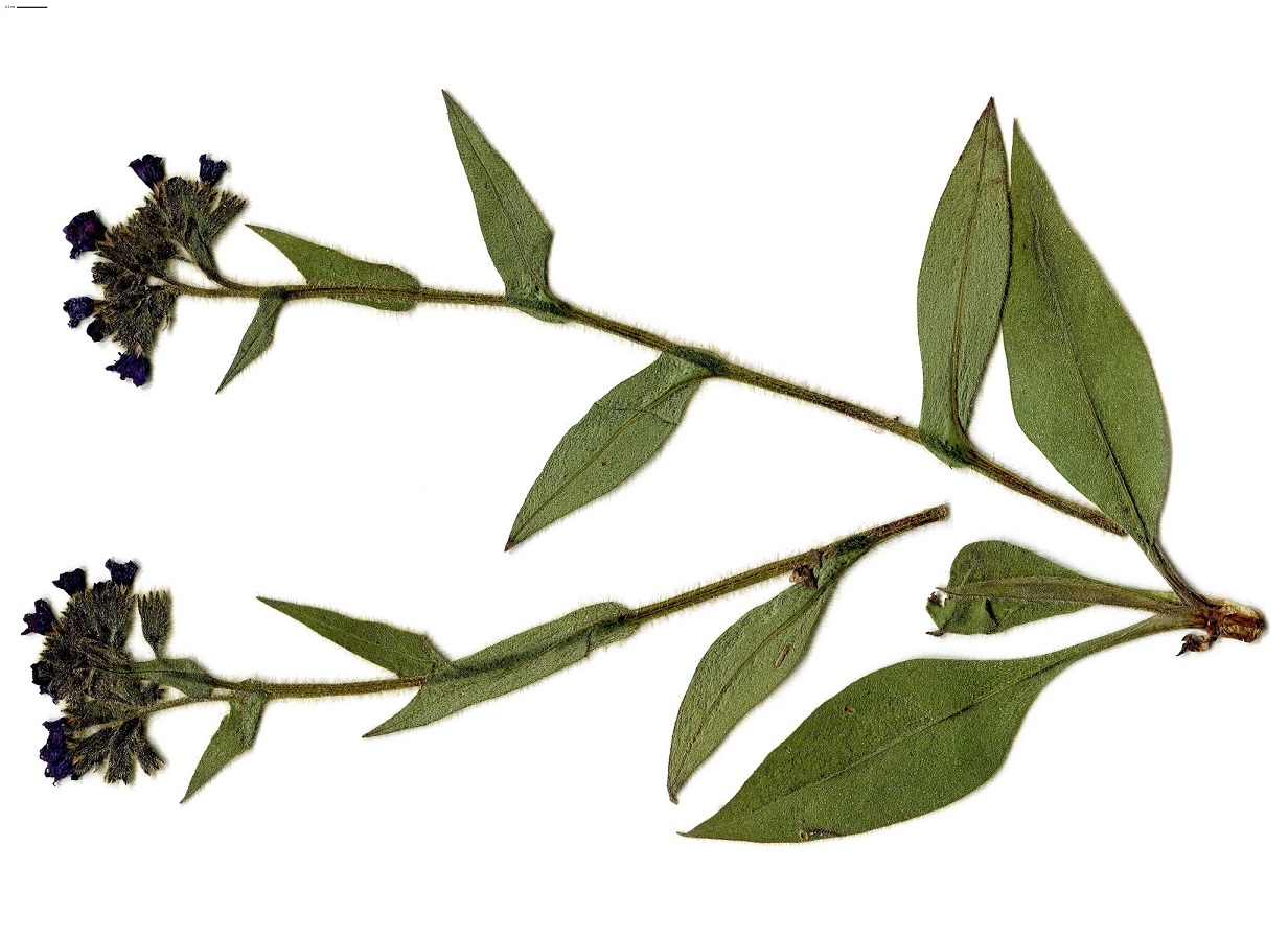 Pulmonaria montana subsp. montana (Boraginaceae)